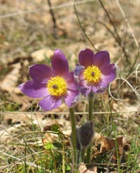 Pulsatilla